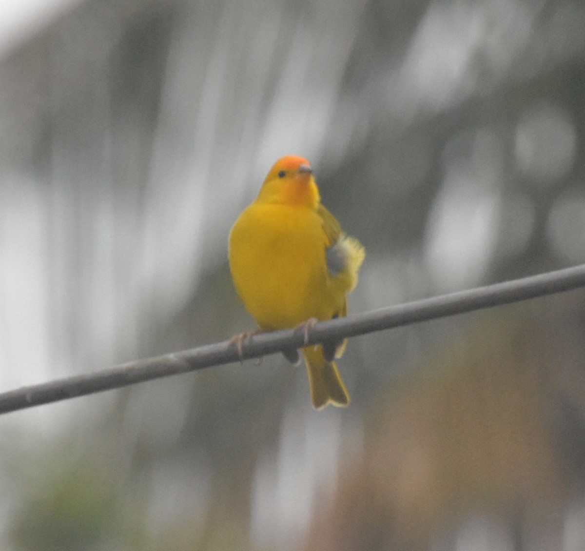 Посвірж золотоголовий - ML644916658