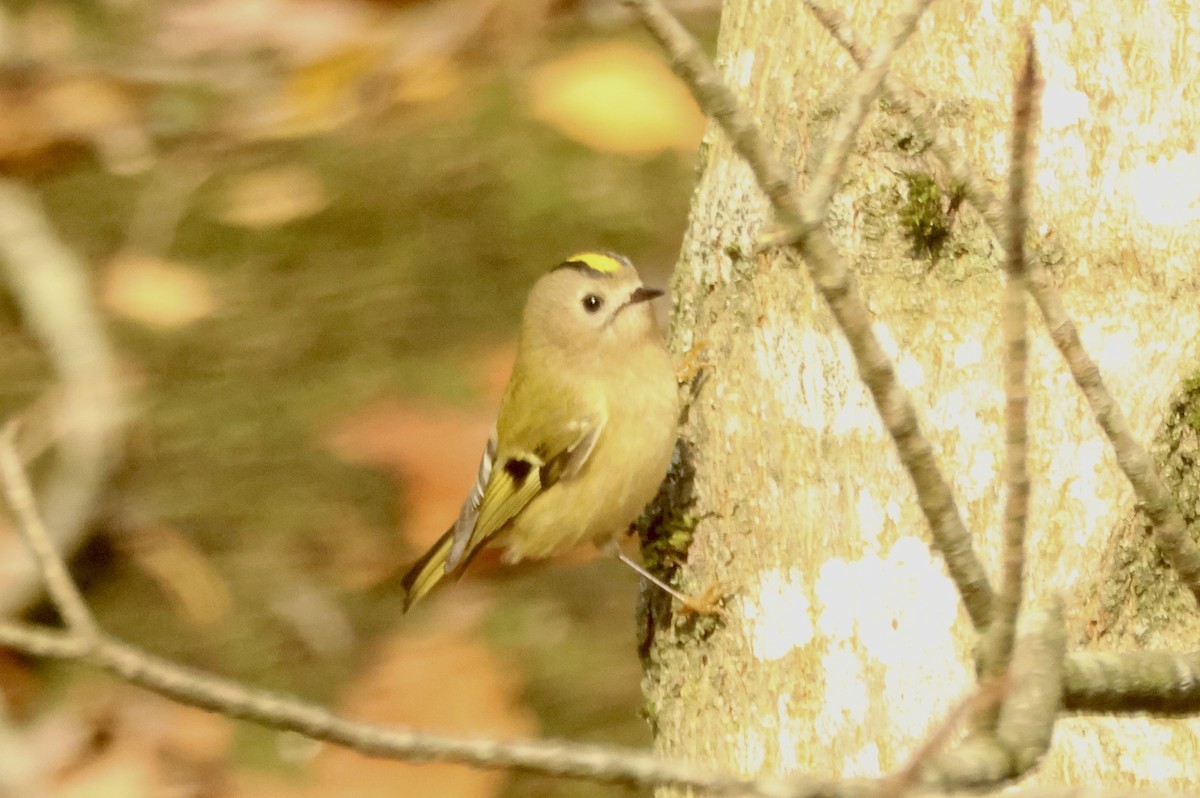 Золотомушка жовточуба [група regulus] - ML644916661