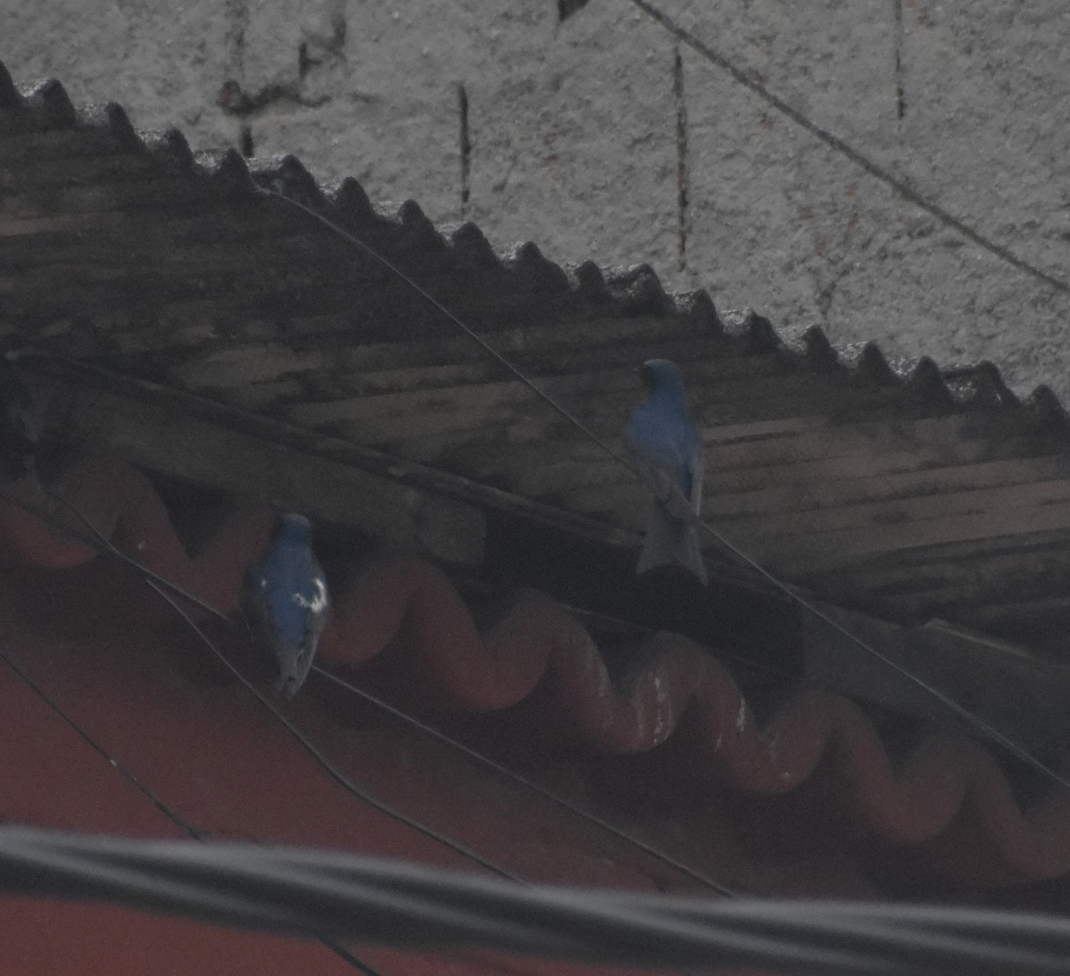 Ластовиця патагонська - ML644916662