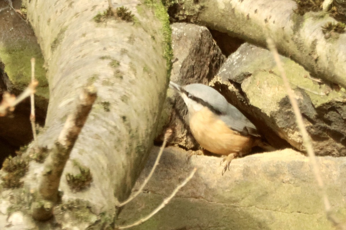 Повзик звичайний [група europaea] - ML644916665