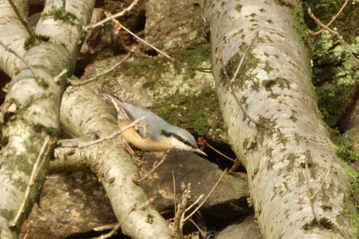 Повзик звичайний [група europaea] - ML644916666