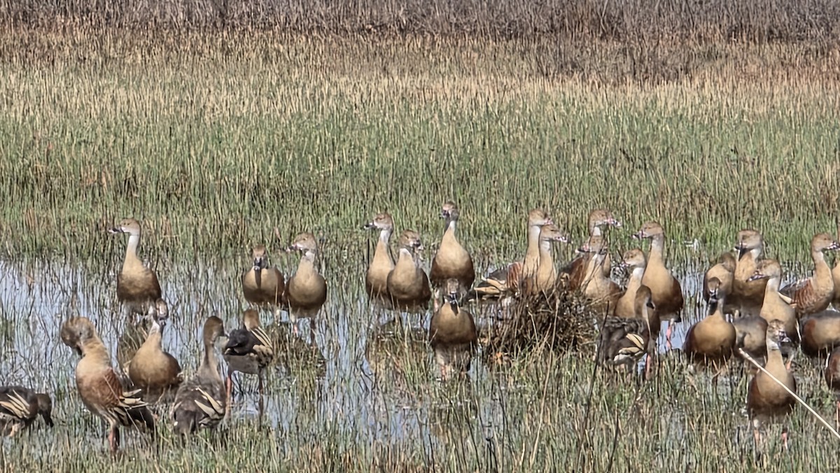 Свистач австралійський - ML644916668