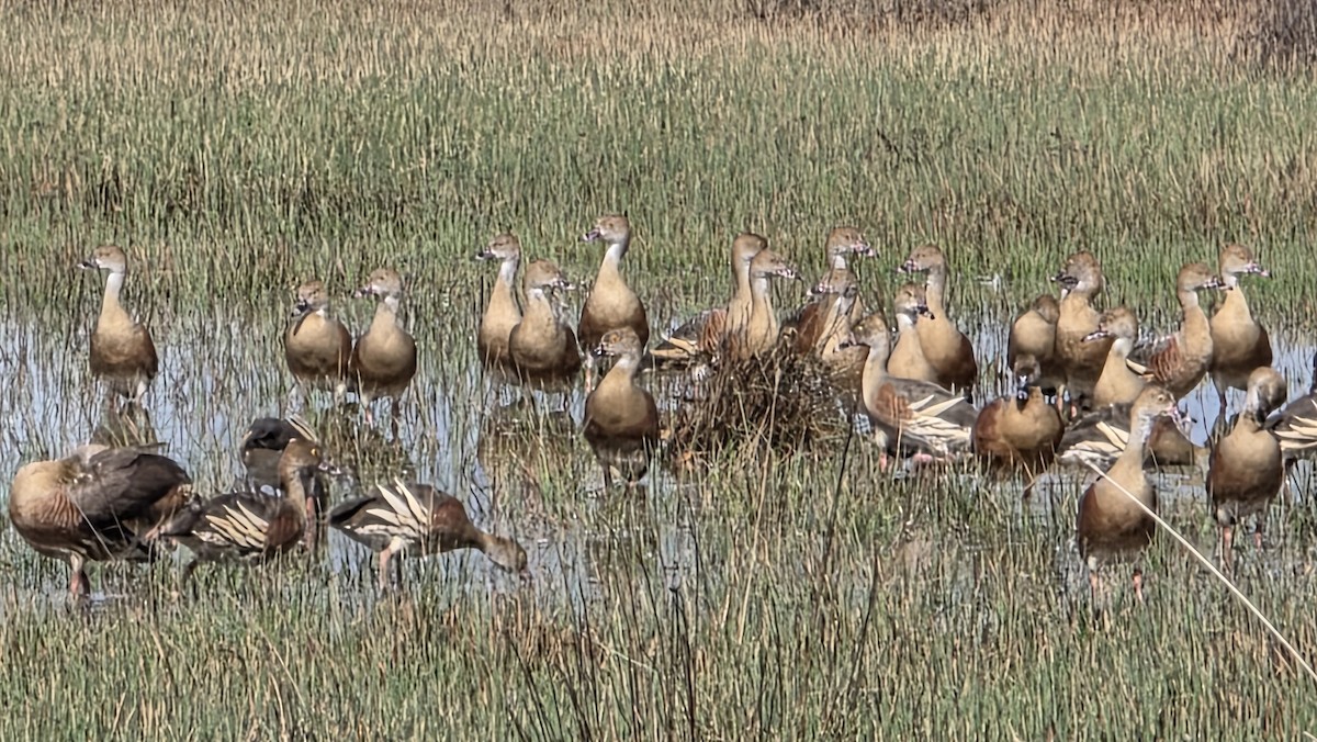 Свистач австралійський - ML644916669