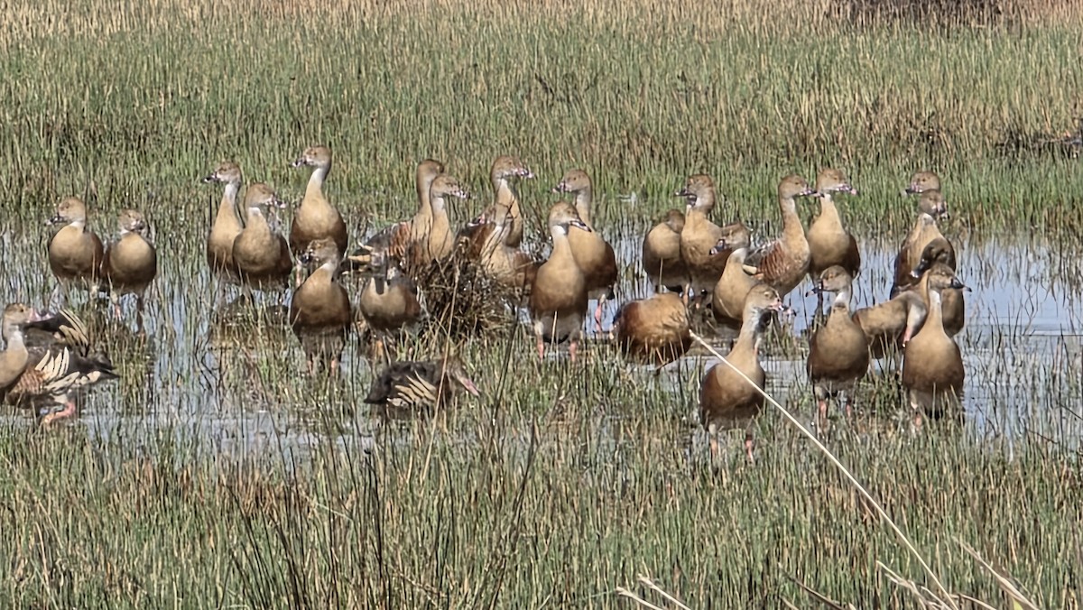 Свистач австралійський - ML644916670