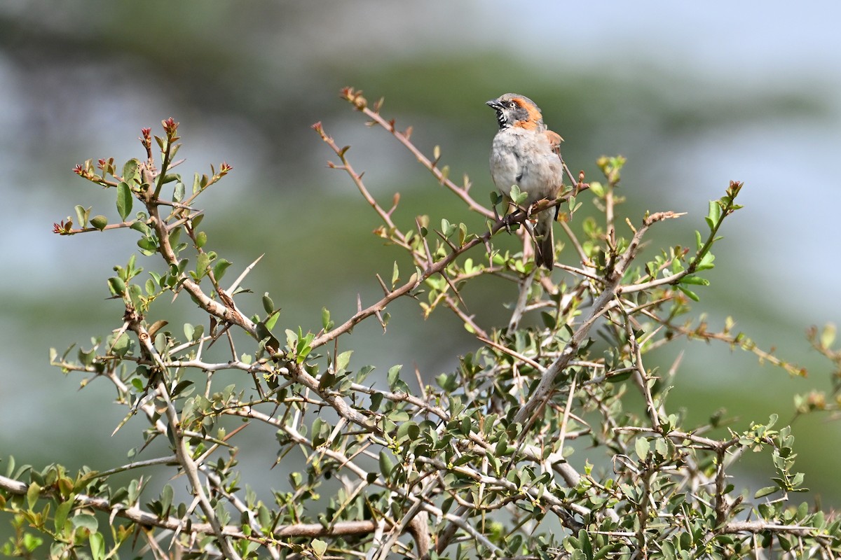 Горобець кенійський - ML644916678
