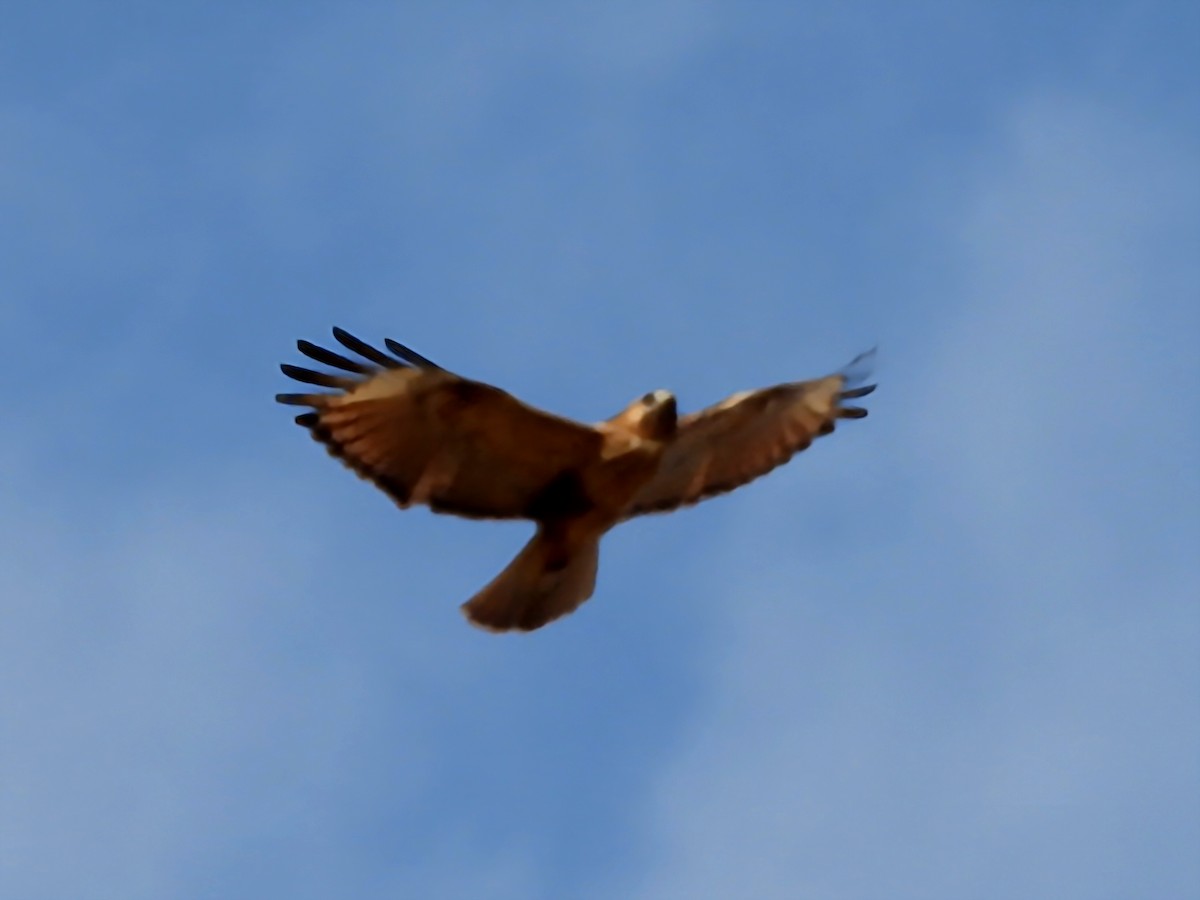 Канюк східний - ML644916680