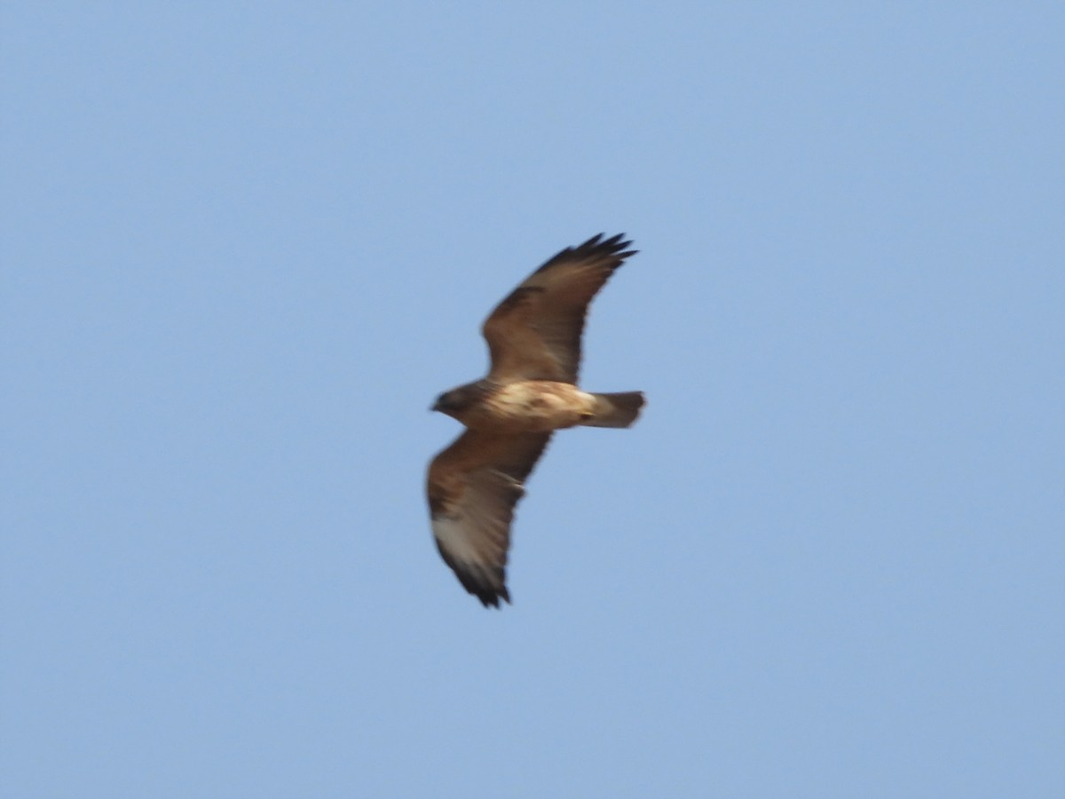 Канюк східний - ML644916681