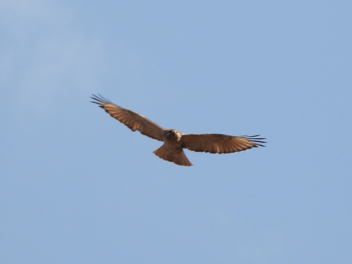 Канюк східний - ML644916682