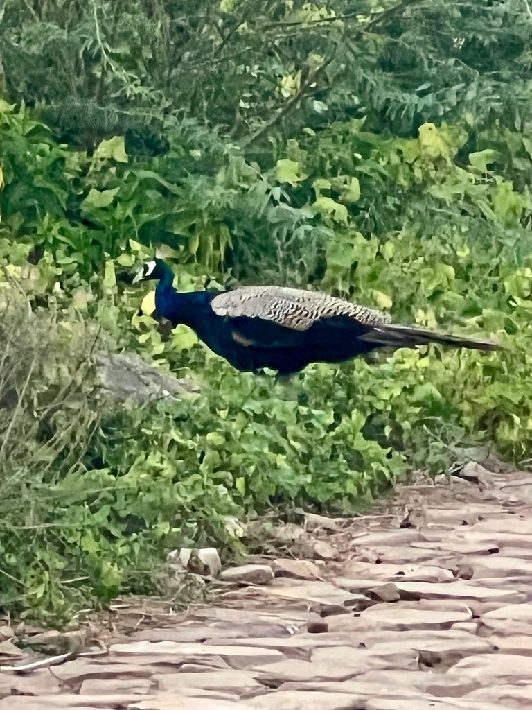 Павич чубатий - ML644916683