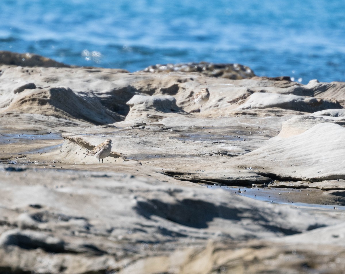 Сивка бурокрила - ML644916686