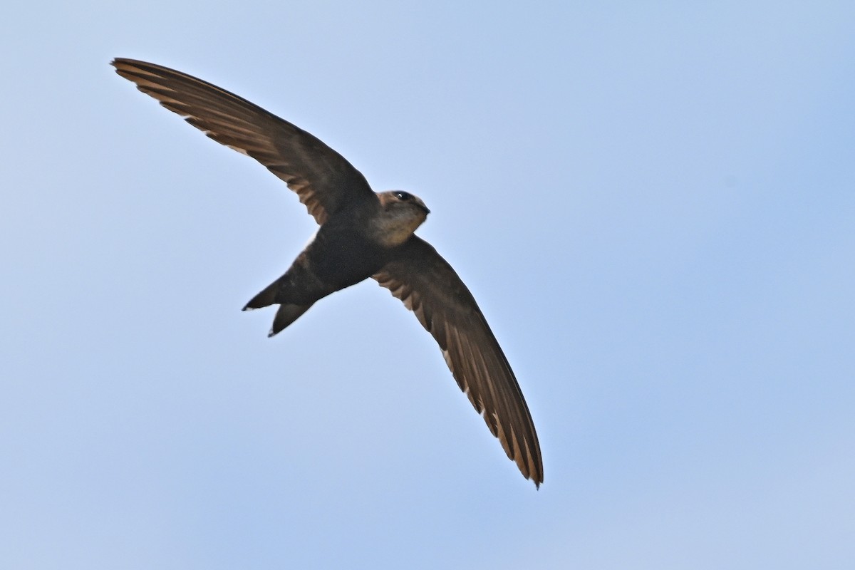 Horus Swift - ML644916728
