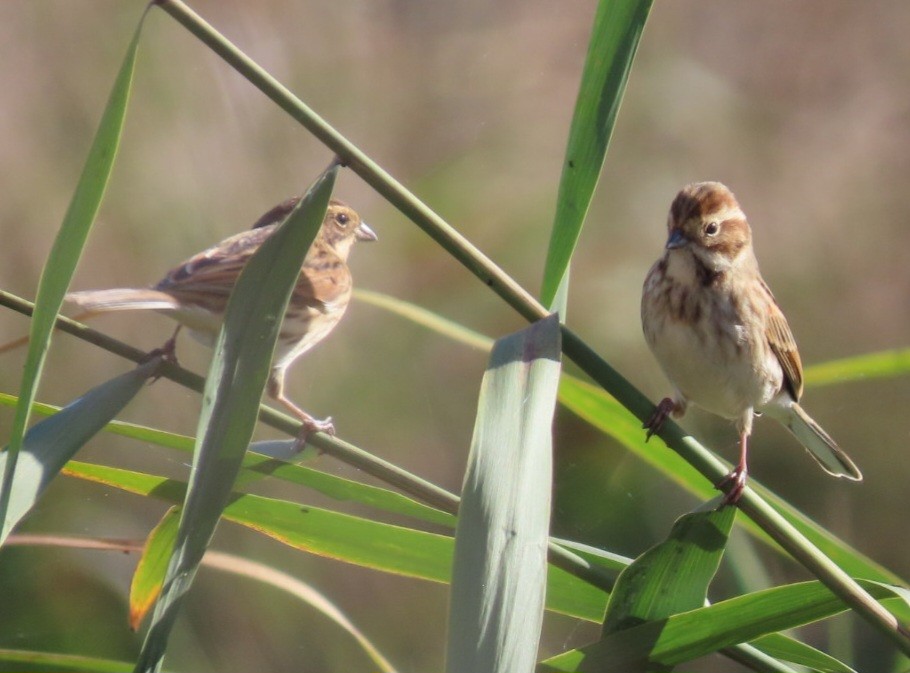 Reed Bunting - ML644916732