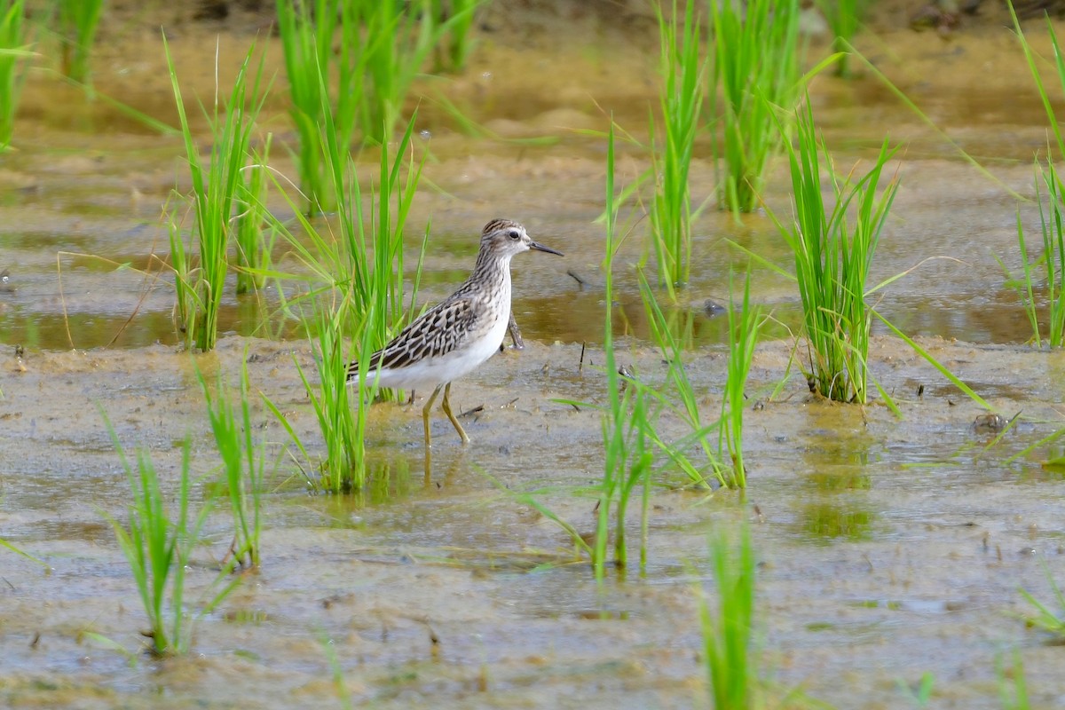 langtåsnipe - ML644916768
