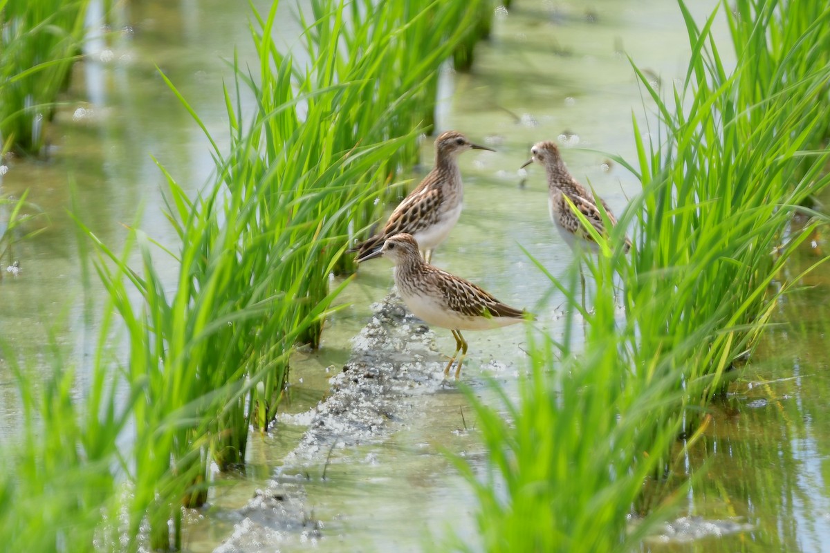 langtåsnipe - ML644916769