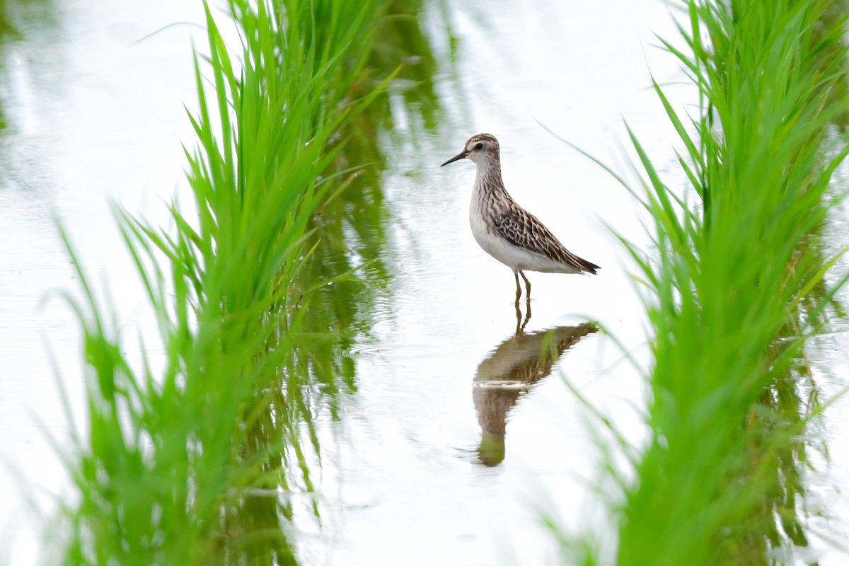 langtåsnipe - ML644916771