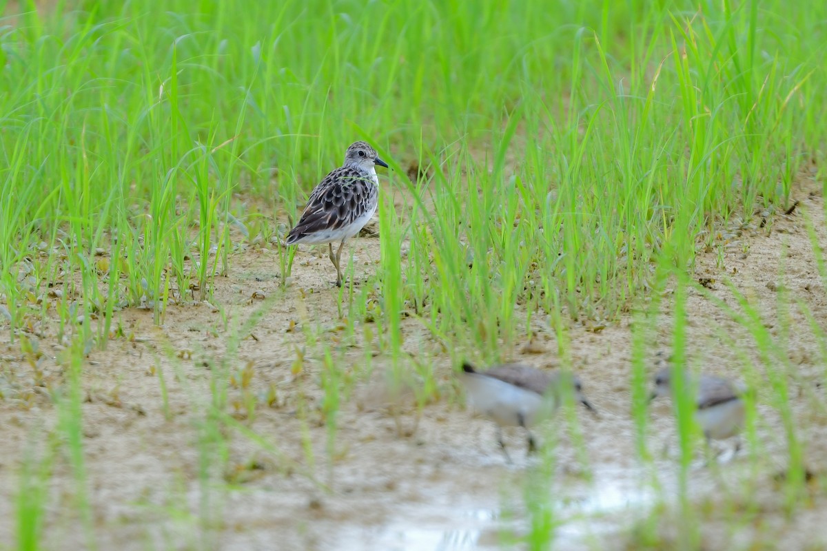 langtåsnipe - ML644916772