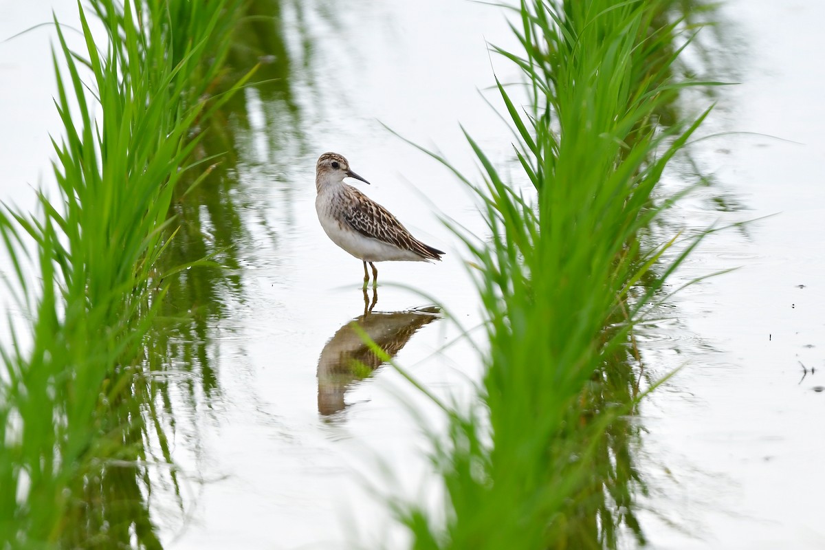 langtåsnipe - ML644916775
