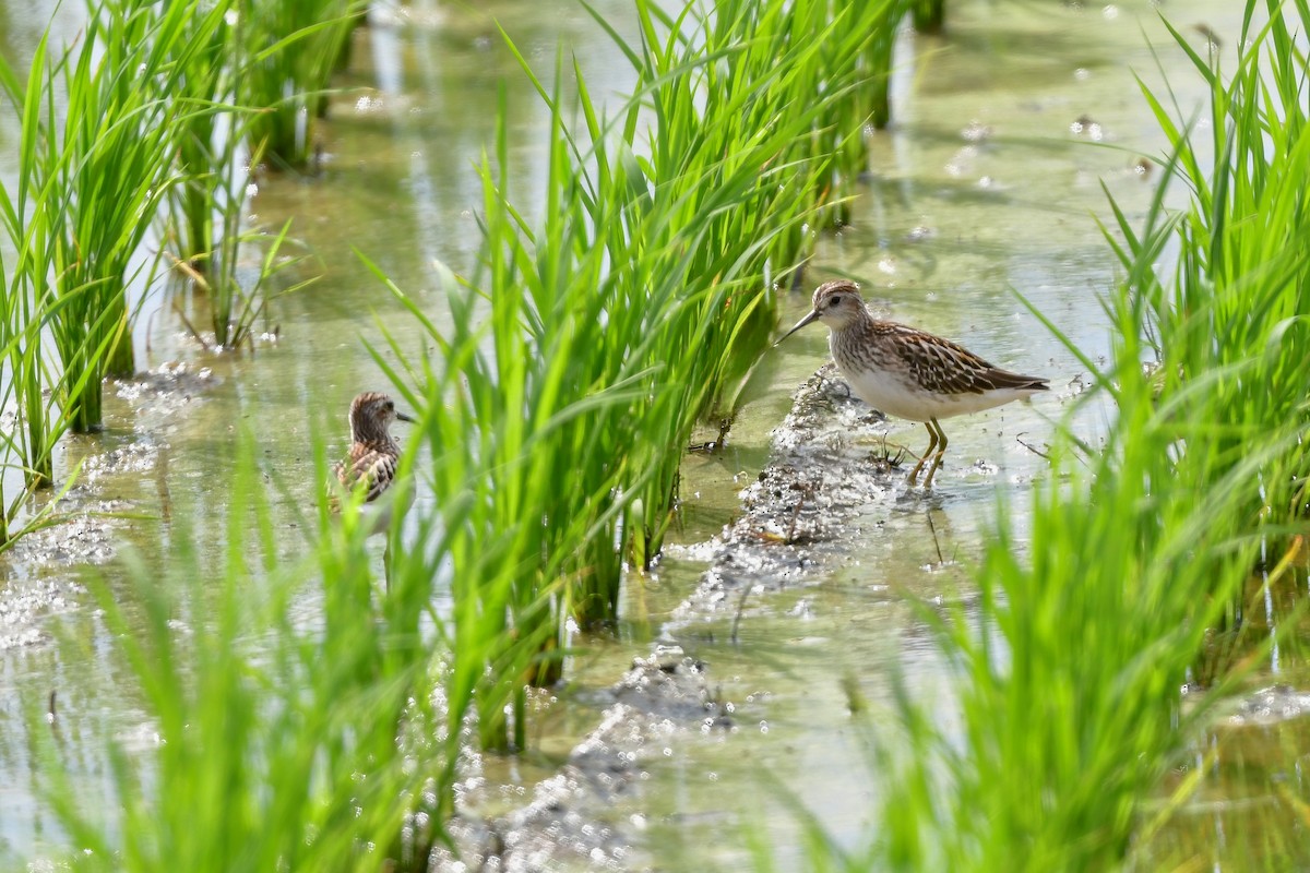 langtåsnipe - ML644916776