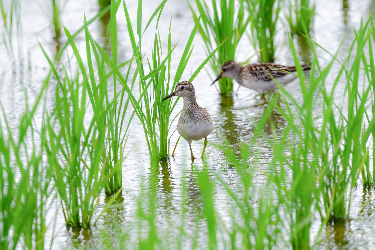 langtåsnipe - ML644916777