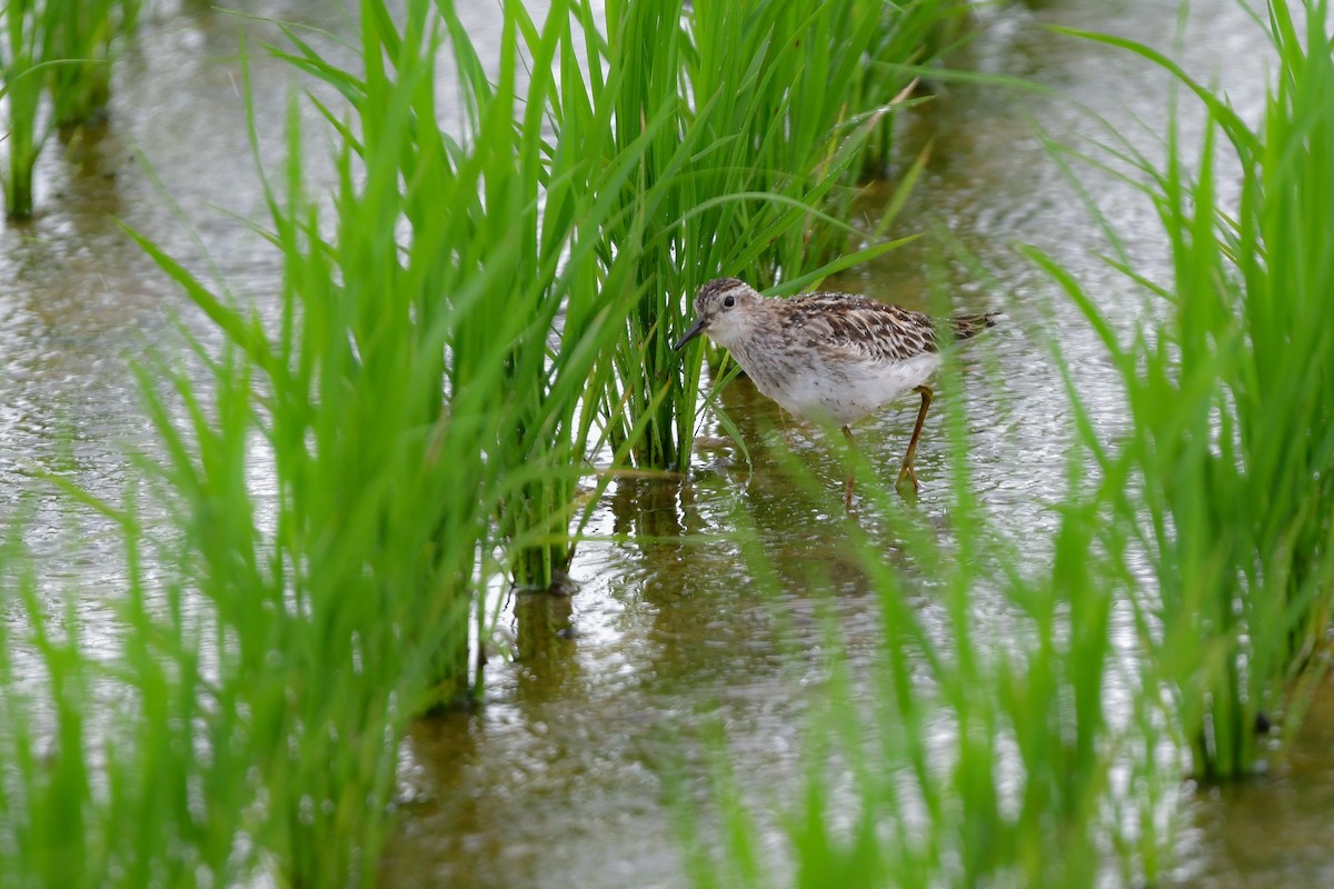 langtåsnipe - ML644916778