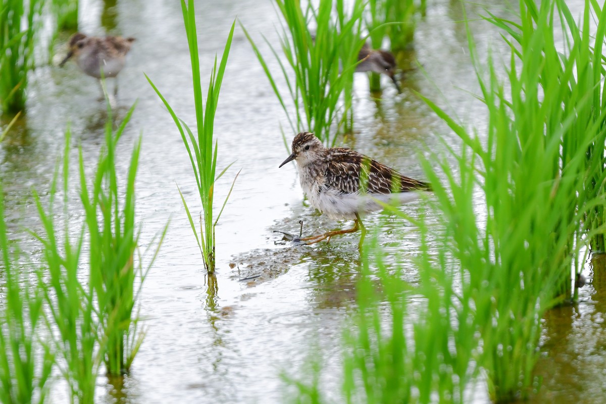 langtåsnipe - ML644916779