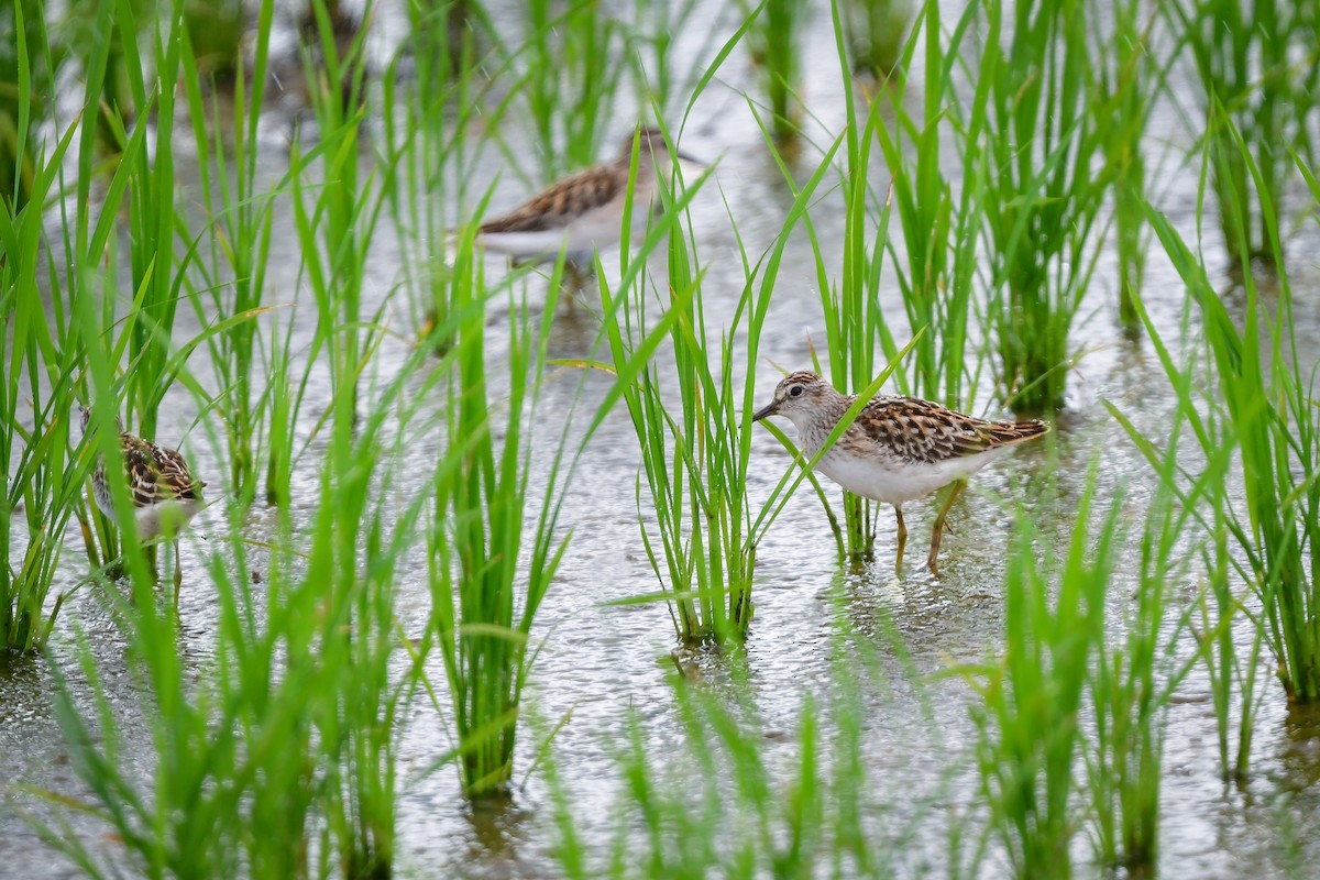 langtåsnipe - ML644916780