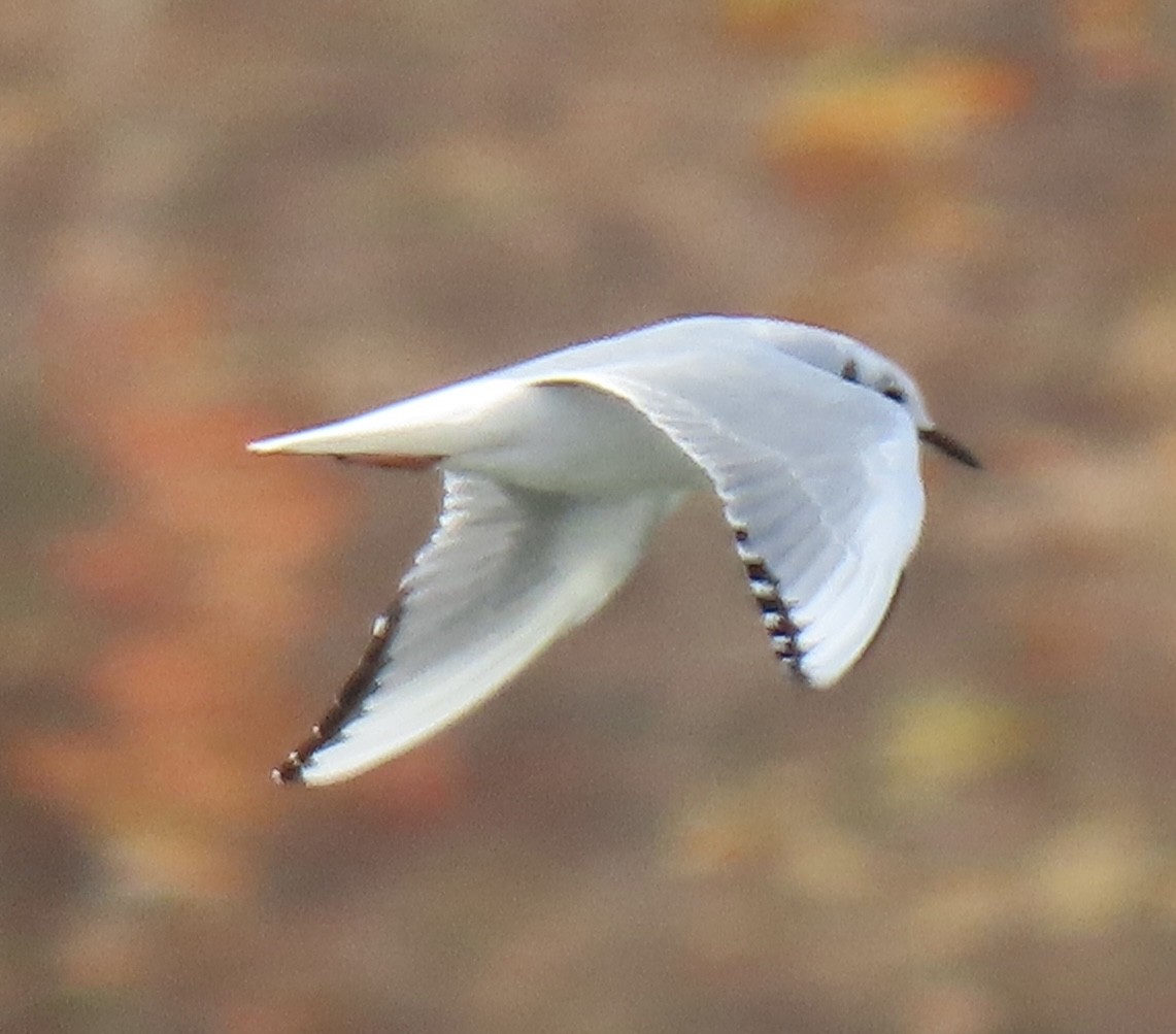 Bonaparte's Gull - ML644916784