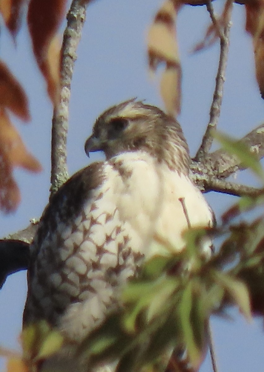 Red-tailed Hawk - ML644916801