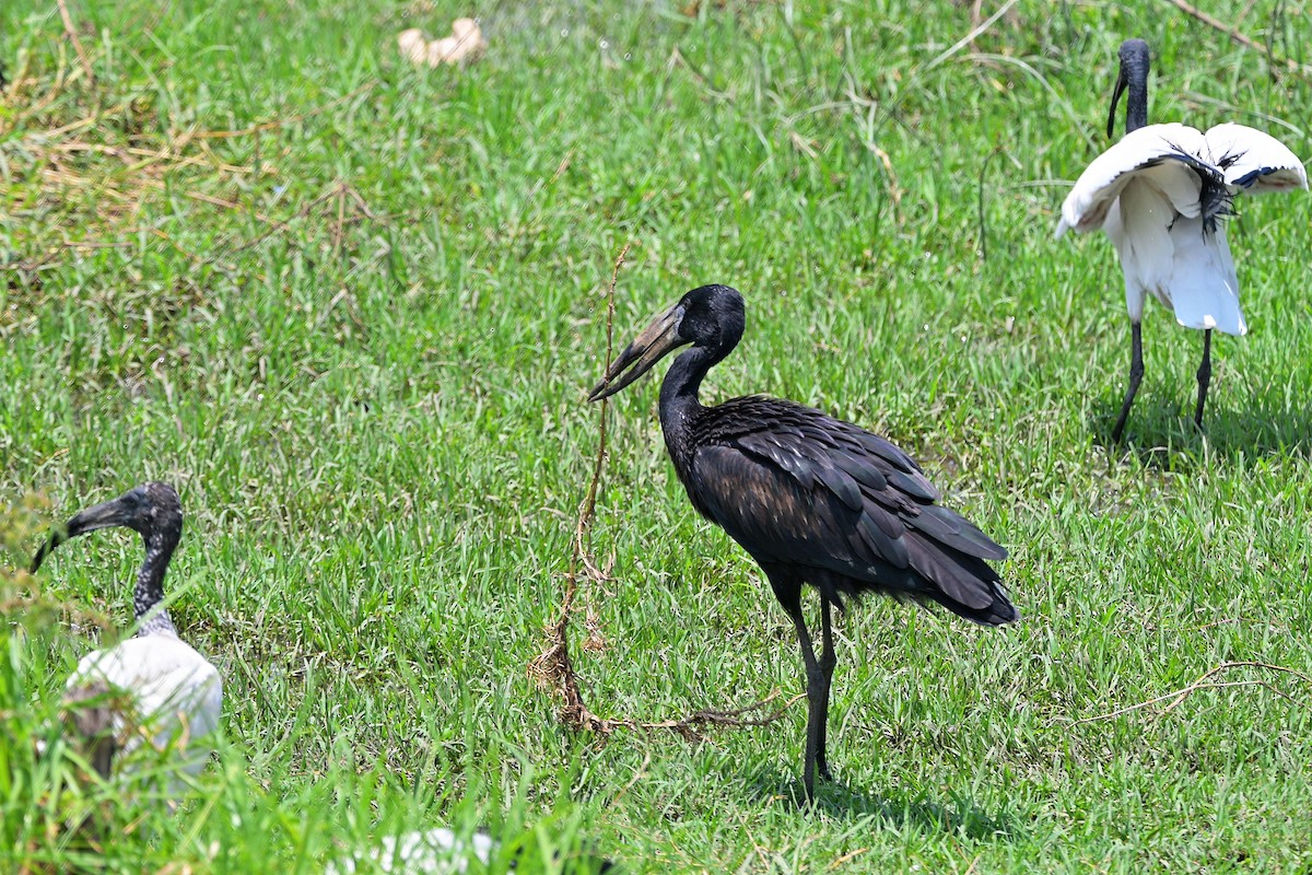 Африканский аист-разиня - ML644916825