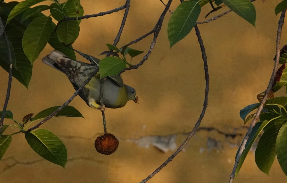 Yellow-footed Green-Pigeon - ML644916826