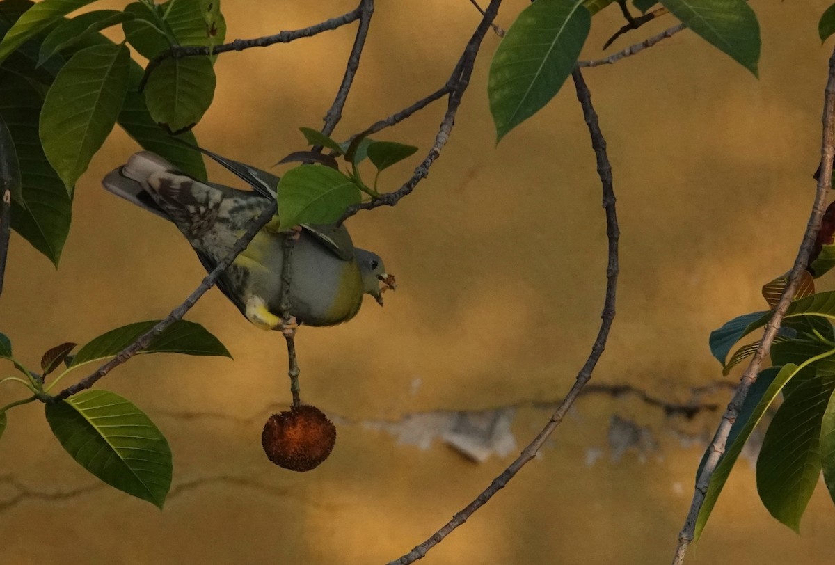 Yellow-footed Green-Pigeon - ML644916829