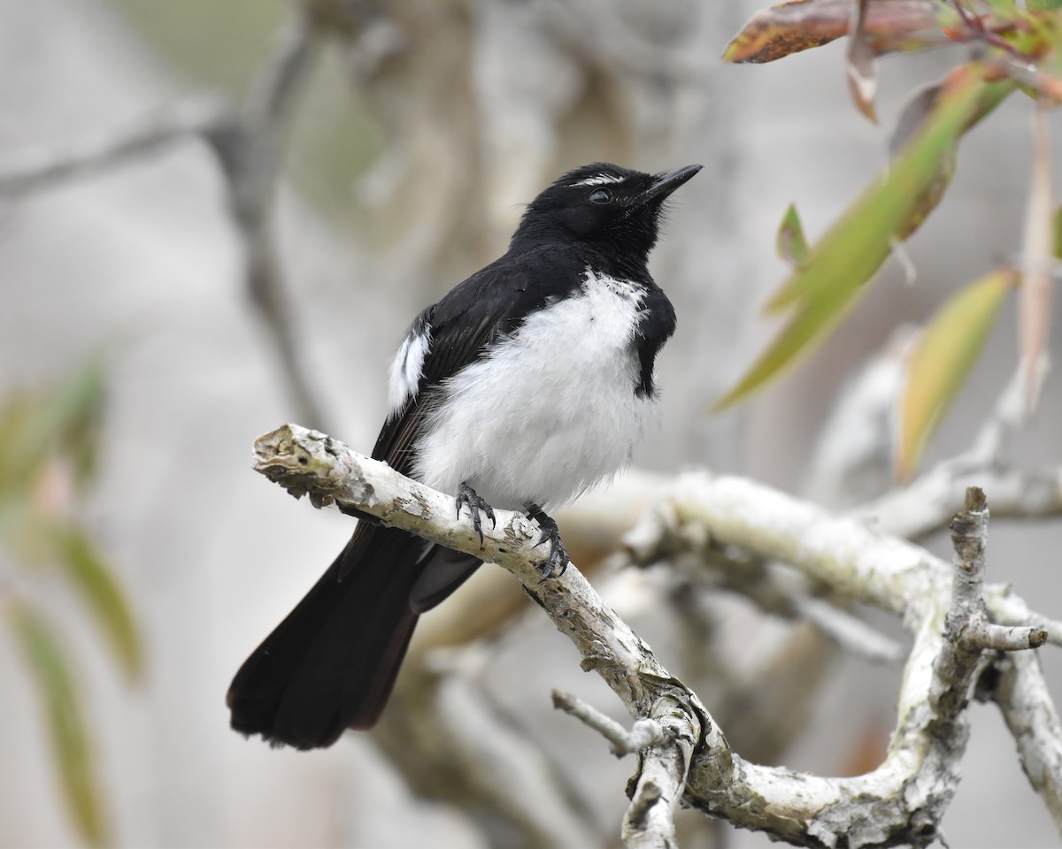 Willie-wagtail - ML644916830