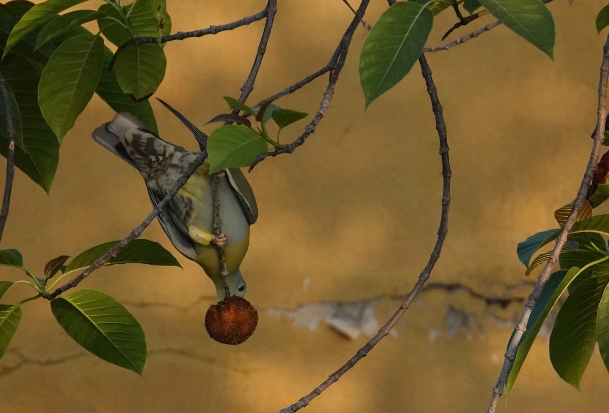 Yellow-footed Green-Pigeon - ML644916832