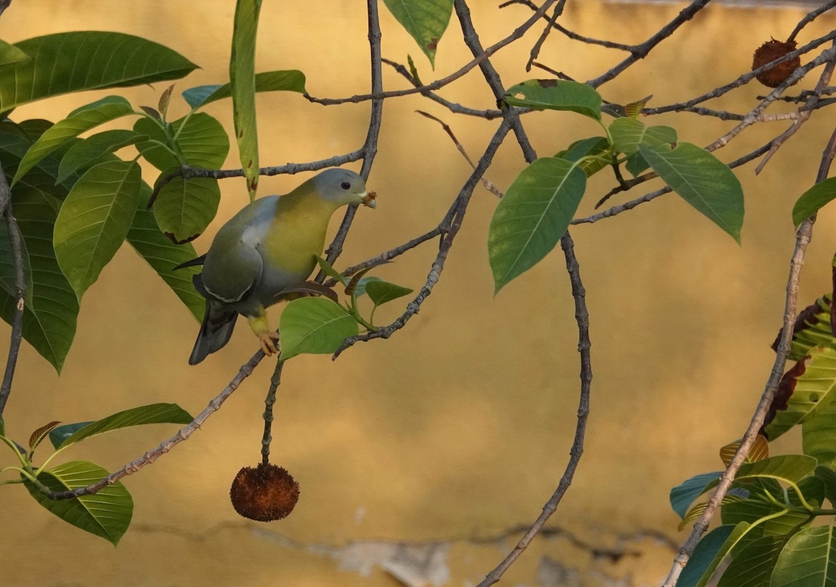 Yellow-footed Green-Pigeon - ML644916833