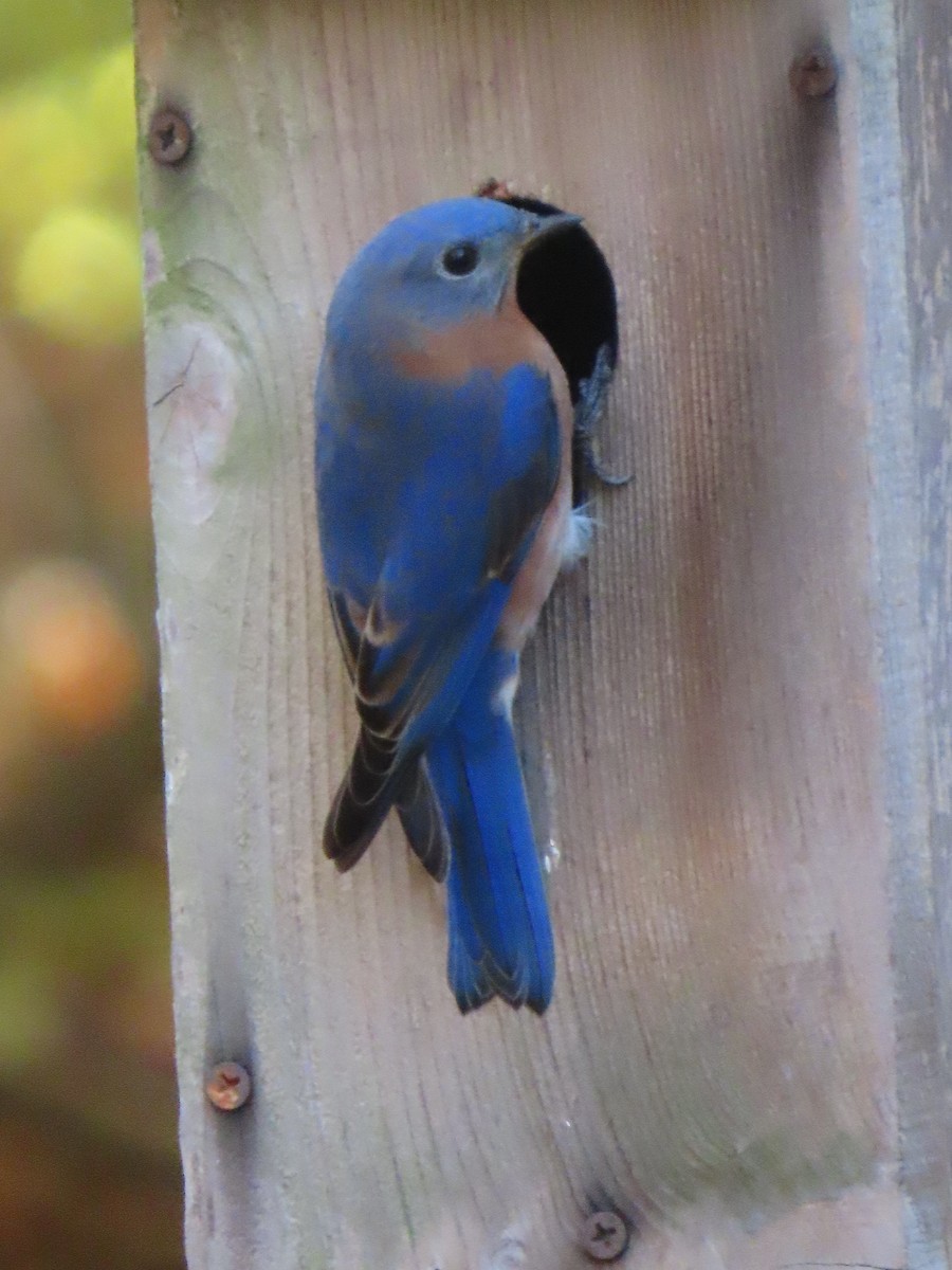 Eastern Bluebird - ML644916870