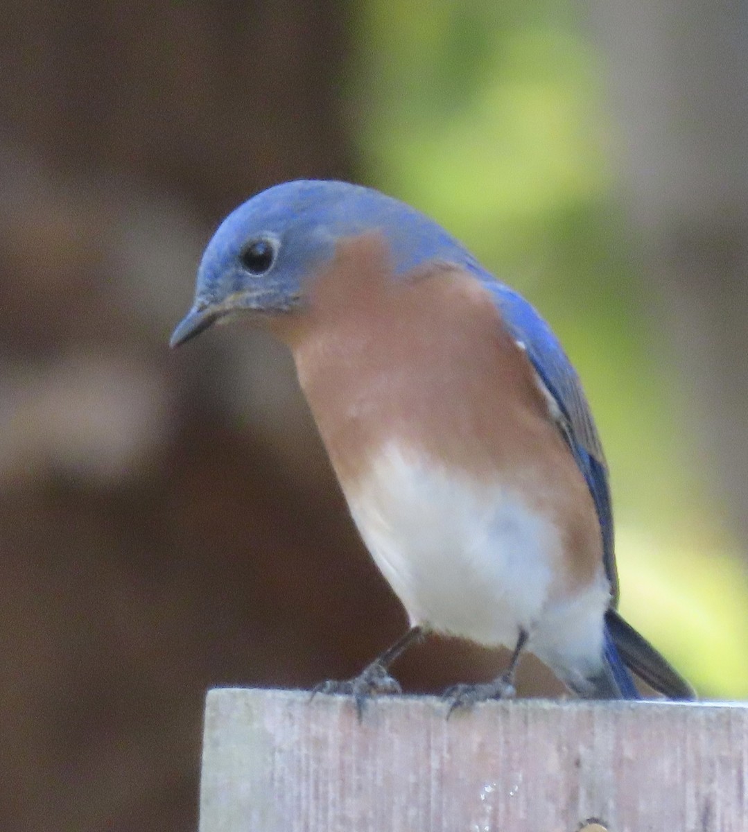 Eastern Bluebird - ML644916871