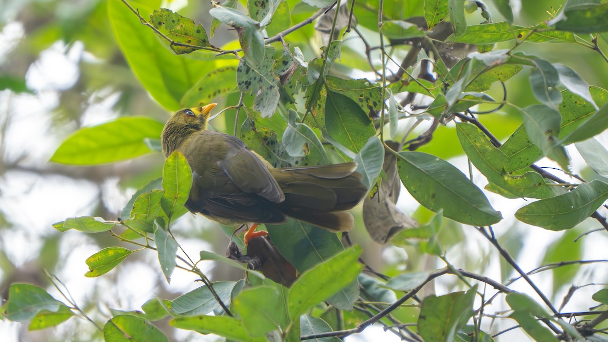 スズミツスイ - ML644916872
