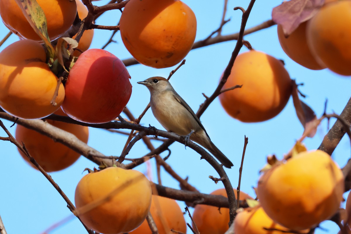 Eurasian Blackcap - ML644916874