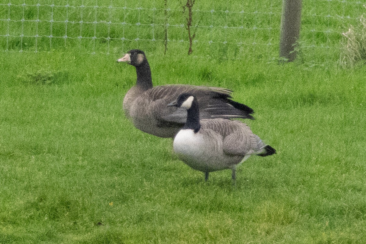 Graylag x Canada Goose (hybrid) - ML644916881