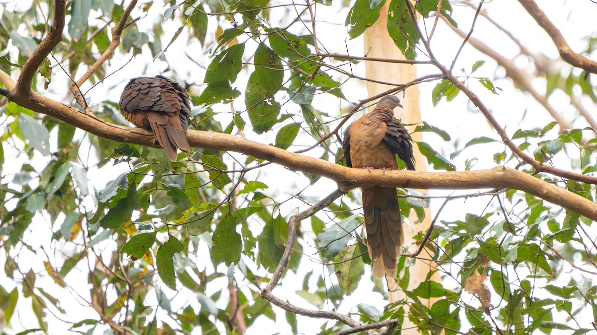 Maronentaube - ML644916882