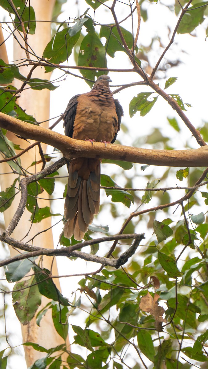 Maronentaube - ML644916883