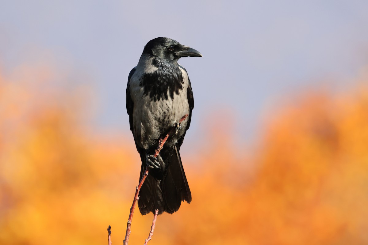 Hooded Crow - ML644916884