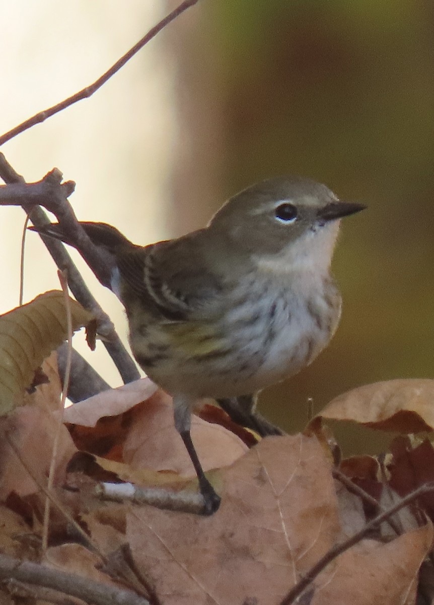 Yellow-rumped Warbler - ML644916899