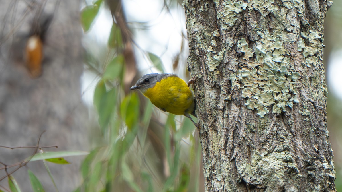 Eastern Yellow Robin - ML644916904