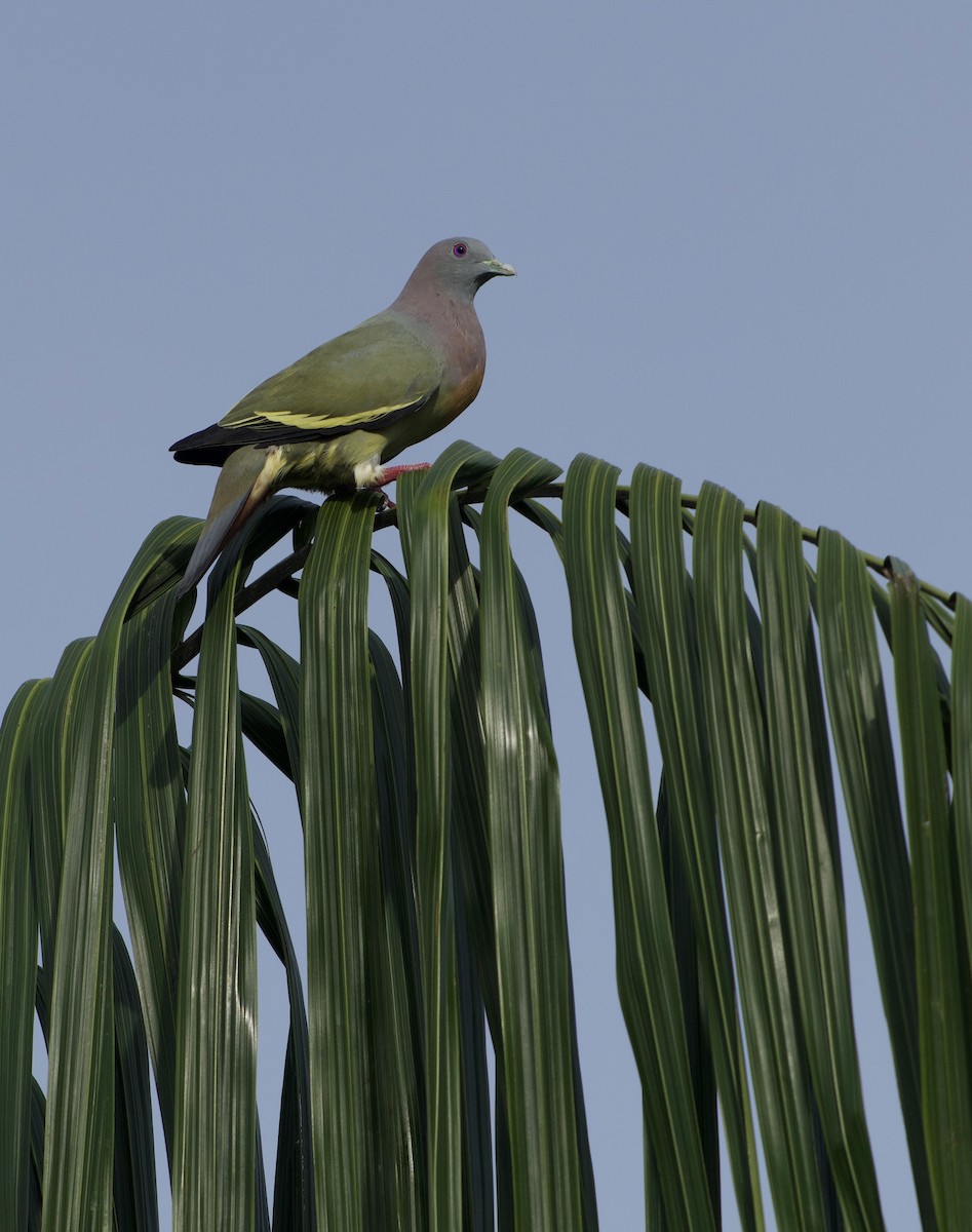 Pink-necked Green-Pigeon - ML644916906