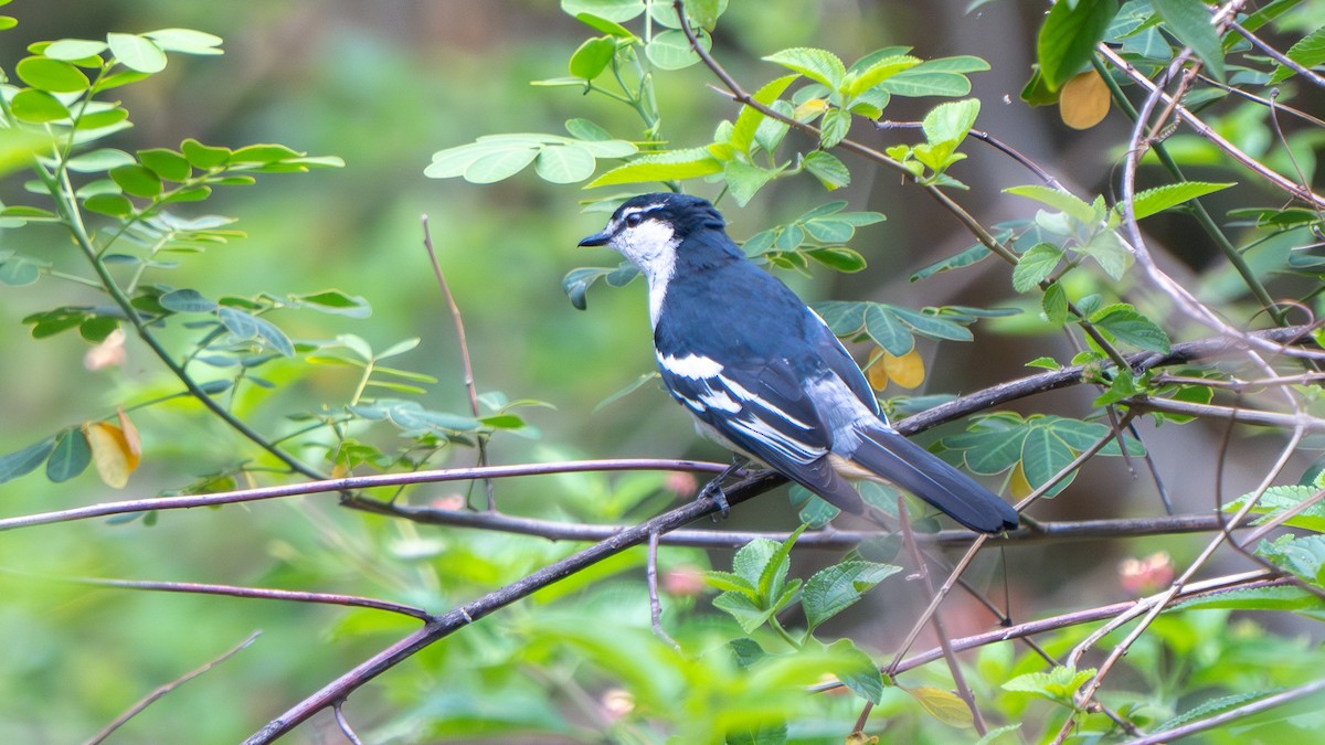 Varied Triller - ML644916909