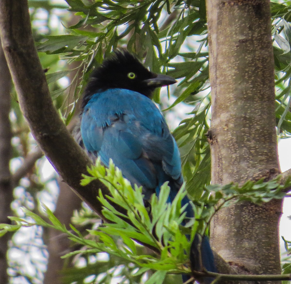 Bushy-crested Jay - ML64491691