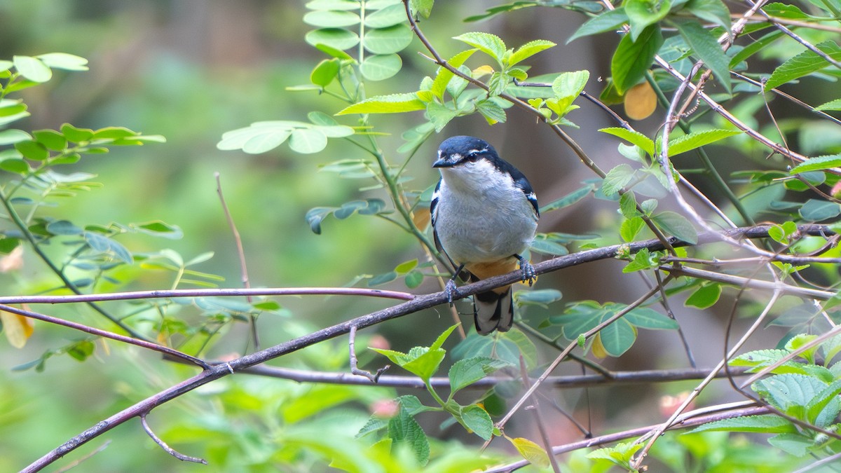 Varied Triller - ML644916910