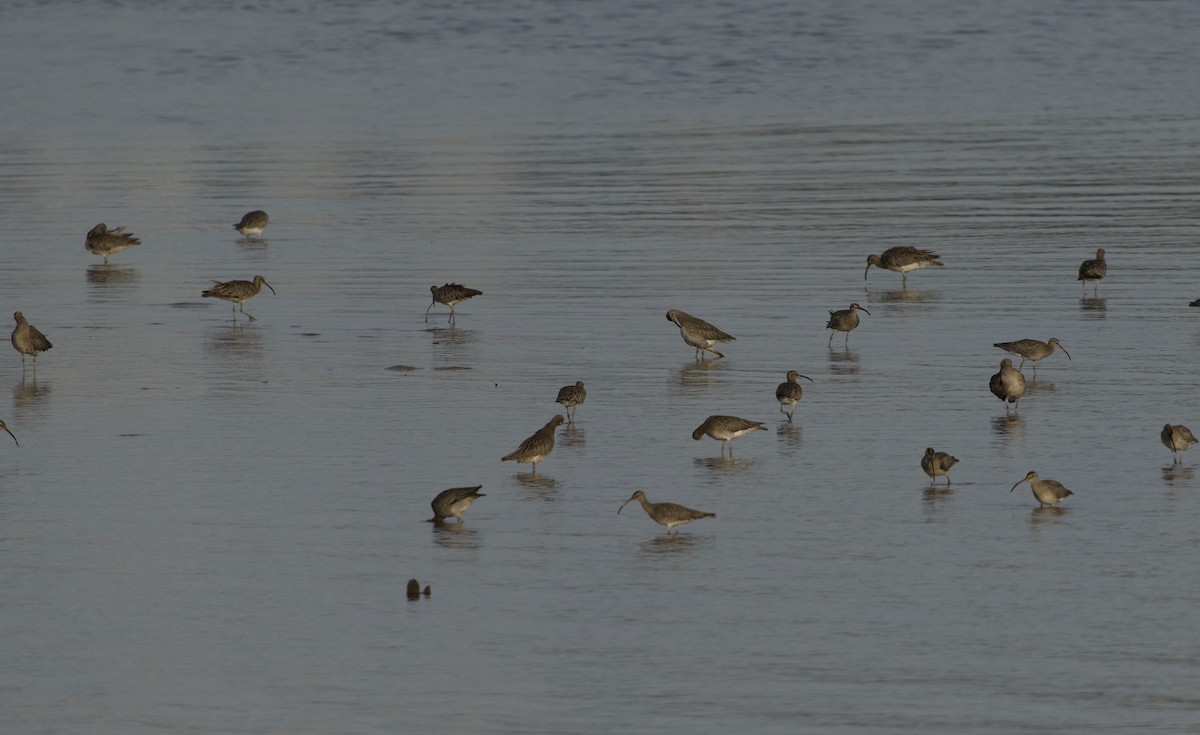 Hudsonian/Eurasian Whimbrel - ML644916913