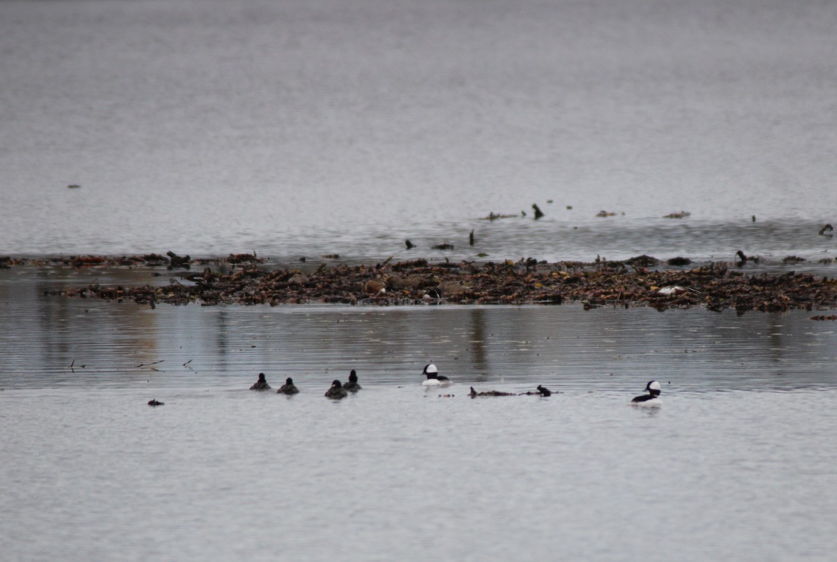 Гоголь-головастик - ML644916914